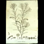 Botanical Engravings of A. Poiret