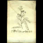 Botanical Engravings of A. Poiret