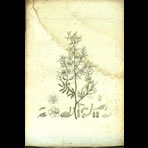 Botanical Engravings of A. Poiret
