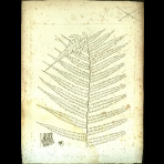 Botanical Engravings of A. Poiret