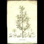 Botanical Engravings of A. Poiret