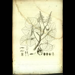 Botanical Engravings of A. Poiret
