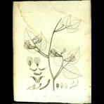 Botanical Engravings of A. Poiret
