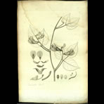 Botanical Engravings of A. Poiret