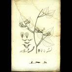 Botanical Engravings of A. Poiret