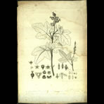 Botanical Engravings of A. Poiret