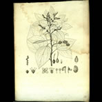 Botanical Engravings of A. Poiret