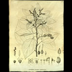 Botanical Engravings of A. Poiret