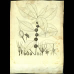 Botanical Engravings of A. Poiret