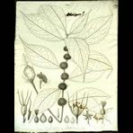 Botanical Engravings of A. Poiret