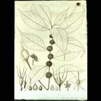 Botanical Engravings of A. Poiret
