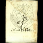 Botanical Engravings of A. Poiret