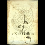 Botanical Engravings of A. Poiret