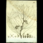 Botanical Engravings of A. Poiret