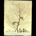 Botanical Engravings of A. Poiret