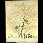 Botanical Engravings of A. Poiret