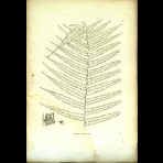 Botanical Engravings of A. Poiret