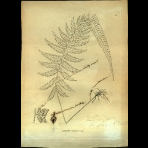 Botanical Engravings of A. Poiret