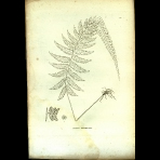 Botanical Engravings of A. Poiret
