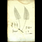 Botanical Engravings of A. Poiret