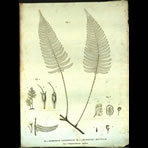 Botanical Engravings of A. Poiret