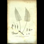 Botanical Engravings of A. Poiret