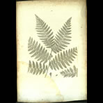 Botanical Engravings of A. Poiret