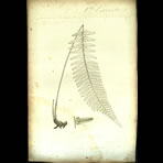 Botanical Engravings of A. Poiret