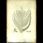 Botanical Engravings of A. Poiret