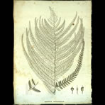 Botanical Engravings of A. Poiret