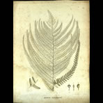 Botanical Engravings of A. Poiret