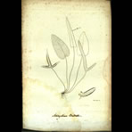 Botanical Engravings of A. Poiret