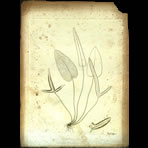 Botanical Engravings of A. Poiret