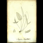 Botanical Engravings of A. Poiret