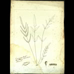 Botanical Engravings of A. Poiret