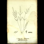 Botanical Engravings of A. Poiret