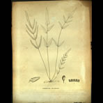 Botanical Engravings of A. Poiret