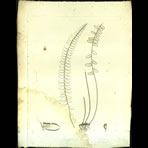 Botanical Engravings of A. Poiret