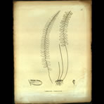 Botanical Engravings of A. Poiret