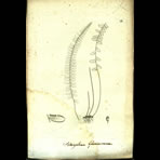 Botanical Engravings of A. Poiret