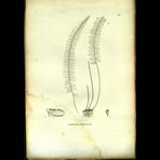 Botanical Engravings of A. Poiret
