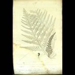 Botanical Engravings of A. Poiret