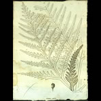 Botanical Engravings of A. Poiret