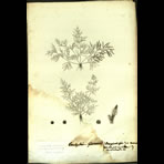 Botanical Engravings of A. Poiret