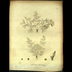 Botanical Engravings of A. Poiret
