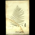 Botanical Engravings of A. Poiret