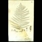 Botanical Engravings of A. Poiret