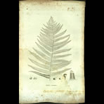 Botanical Engravings of A. Poiret