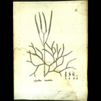 Botanical Engravings of A. Poiret