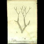 Botanical Engravings of A. Poiret